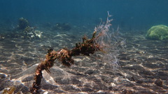 Macrorhynchia philippina