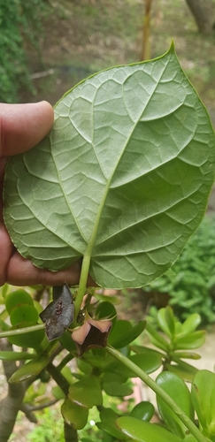 Suberogerens cyclophylla, photograph 5