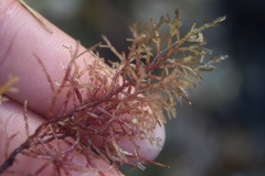 Abietinaria
