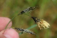 Carex macrochaeta