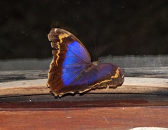 Eryphanis reevesii pusillus