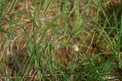 Carex macrochaeta