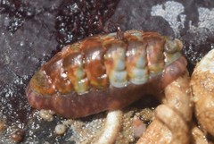 Boreochiton beringensis