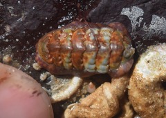 Boreochiton beringensis