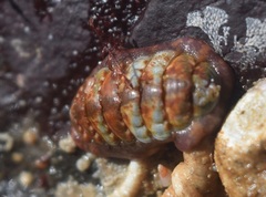 Boreochiton beringensis