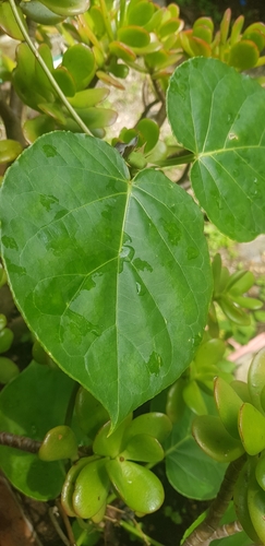 Suberogerens cyclophylla, photograph 6