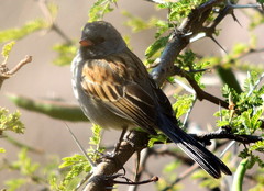 Spizella atrogularis