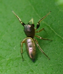 Tutelina elegans