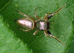 Tutelina elegans
