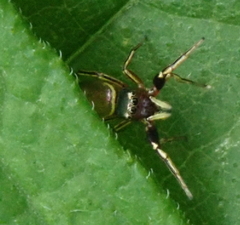 Tutelina elegans