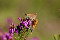 Thymelicus sylvestris
