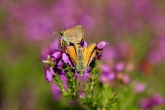 Thymelicus sylvestris