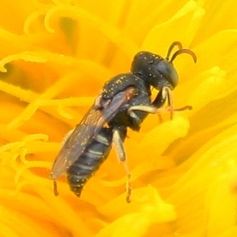 Representative image of Oxybelus