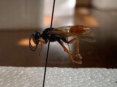 Sphex ashmeadi