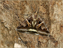 Drasteria grandirena