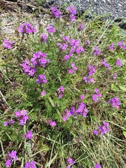 Glandularia aristigera