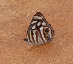 Dynamine postverta postverta