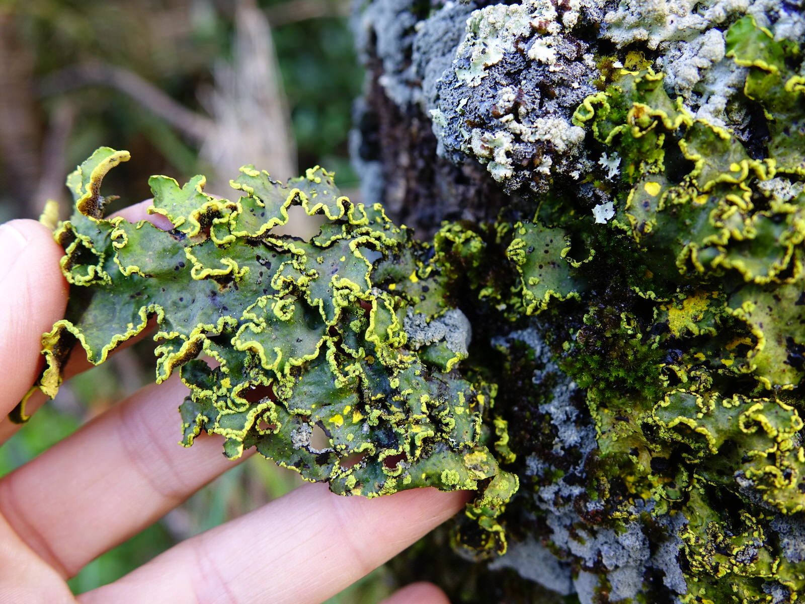 Pseudocyphellaria aurata image