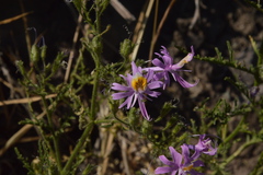Schizanthus hookeri