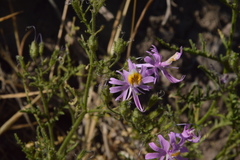 Schizanthus hookeri