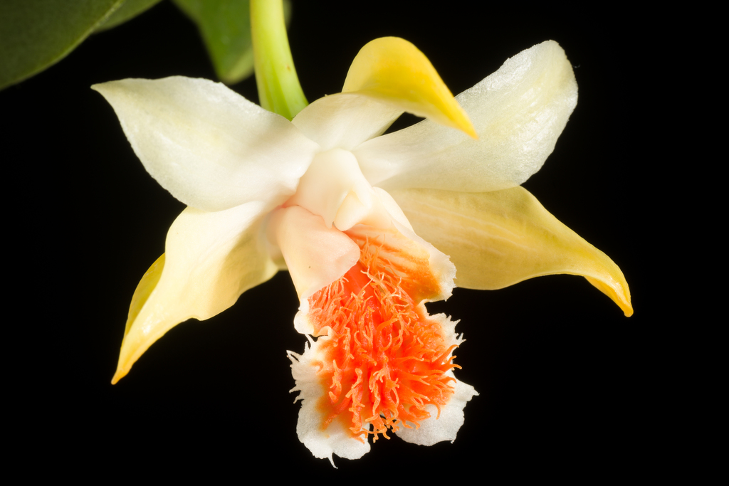 Dendrobium cariniferum Rchb.f.
