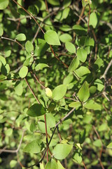 Olearia fragrantissima