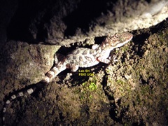 Cyrtodactylus marmoratus