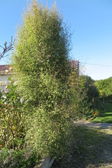 Olearia fragrantissima