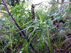 Dracophyllum sinclairii