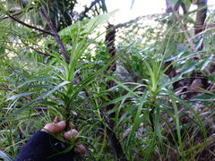 Dracophyllum sinclairii