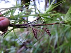 Dracophyllum sinclairii