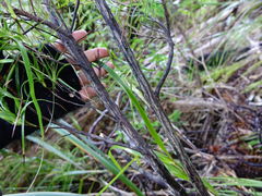 Dracophyllum sinclairii