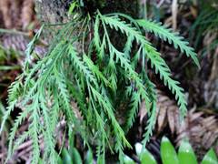 Asplenium flaccidum flaccidum