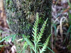Asplenium flaccidum flaccidum