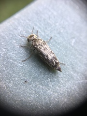 Yakuhananomia bidentata