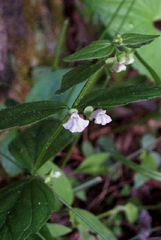 Scutellaria nervosa