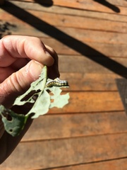Evergestis rimosalis