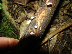 Mycena roseoflava