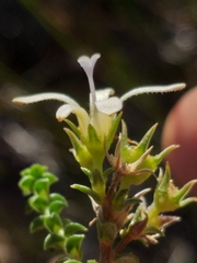 Wahlenbergia neorigida