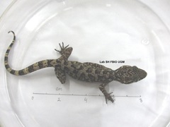 Cyrtodactylus marmoratus