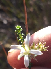 Wahlenbergia neorigida