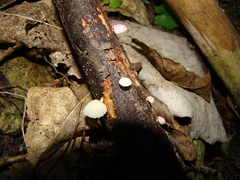 Mycena roseoflava
