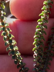 Wahlenbergia neorigida