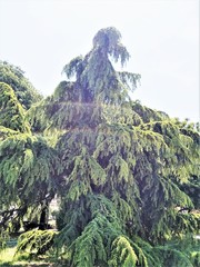 Cedrus