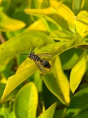 Protonectarina sylveirae