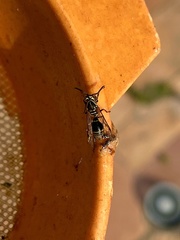 Protonectarina sylveirae