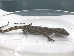 Cyrtodactylus marmoratus