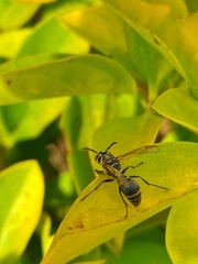 Protonectarina sylveirae