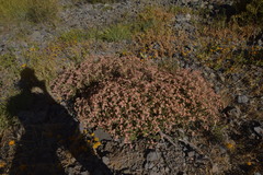 Viviania marifolia