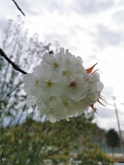 Magnoliopsida